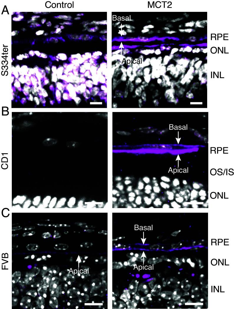 https://cdn.ncbi.nlm.nih.gov/pmc/blobs/9388/12002273/1b3fd6f12a68/pnas.2421978122fig03.jpg