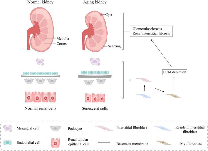 https://cdn.ncbi.nlm.nih.gov/pmc/blobs/938a/12328422/f96999bd7480/fphar-16-1615681-g002.jpg