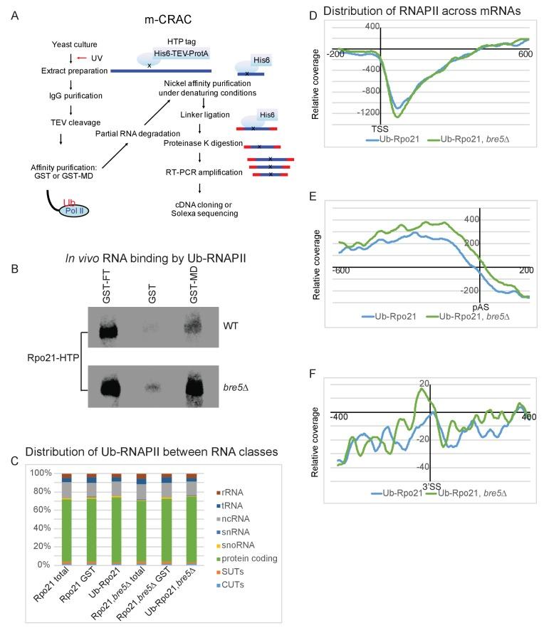 https://cdn.ncbi.nlm.nih.gov/pmc/blobs/938e/5673307/113f6ec4f373/elife-27082-fig5.jpg