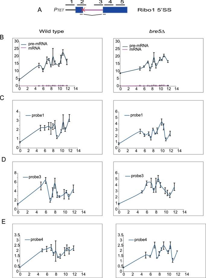 https://cdn.ncbi.nlm.nih.gov/pmc/blobs/938e/5673307/a1e12f32ddf8/elife-27082-fig2-figsupp1.jpg