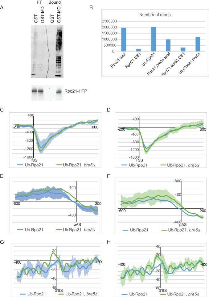 https://cdn.ncbi.nlm.nih.gov/pmc/blobs/938e/5673307/dbea54bb5829/elife-27082-fig5-figsupp1.jpg