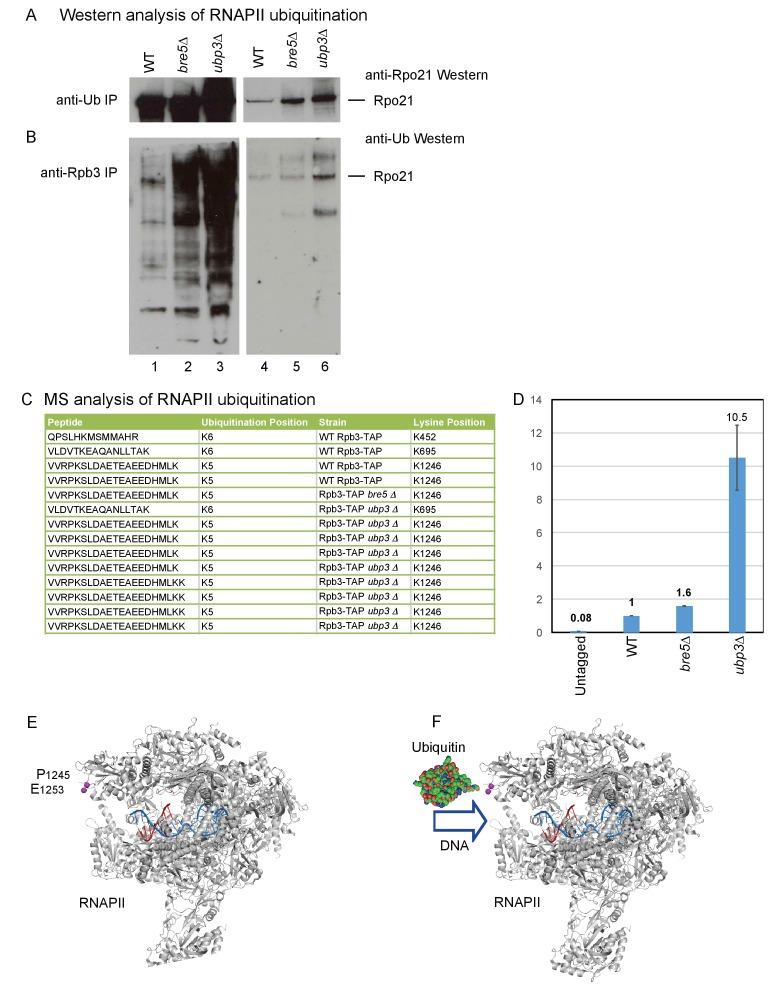 https://cdn.ncbi.nlm.nih.gov/pmc/blobs/938e/5673307/e9dd1916016c/elife-27082-fig4.jpg