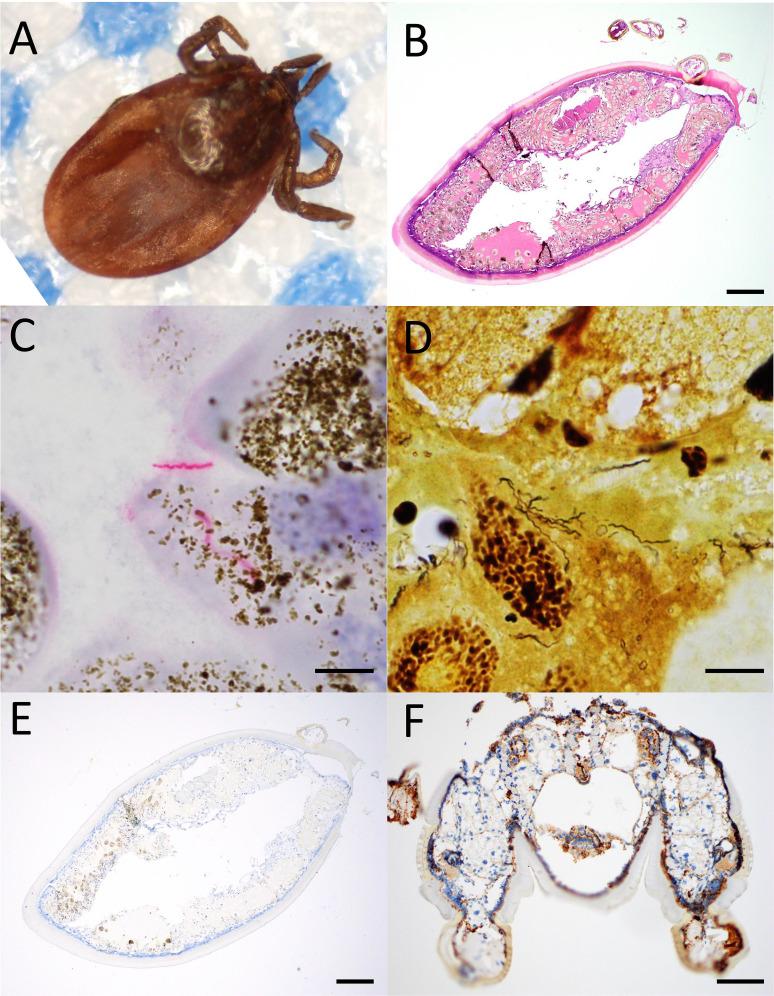https://cdn.ncbi.nlm.nih.gov/pmc/blobs/938f/11792453/290f7436671d/spectrum.00902-24.f002.jpg