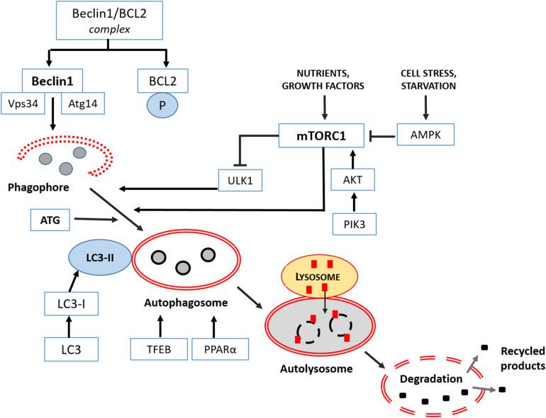 https://cdn.ncbi.nlm.nih.gov/pmc/blobs/938f/7536349/8175f011ecf4/fcell-08-555409-g001.jpg