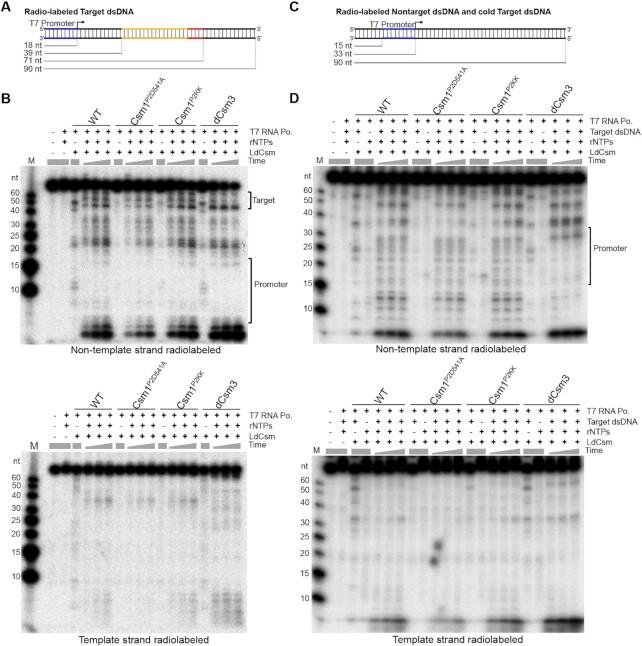 https://cdn.ncbi.nlm.nih.gov/pmc/blobs/9390/8287949/ce5f86108cc9/gkab590fig3.jpg