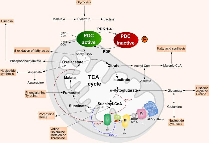 https://cdn.ncbi.nlm.nih.gov/pmc/blobs/9391/7771695/2c39a539c2e8/fonc-10-583217-g001.jpg