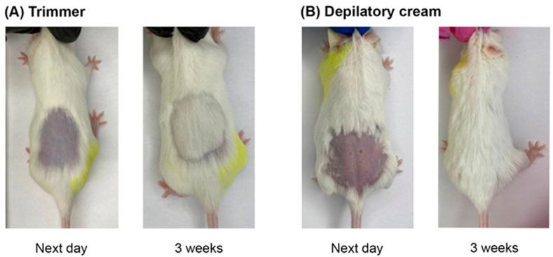 https://cdn.ncbi.nlm.nih.gov/pmc/blobs/939a/10671732/1fdb109fd26a/ijms-24-16373-g001.jpg
