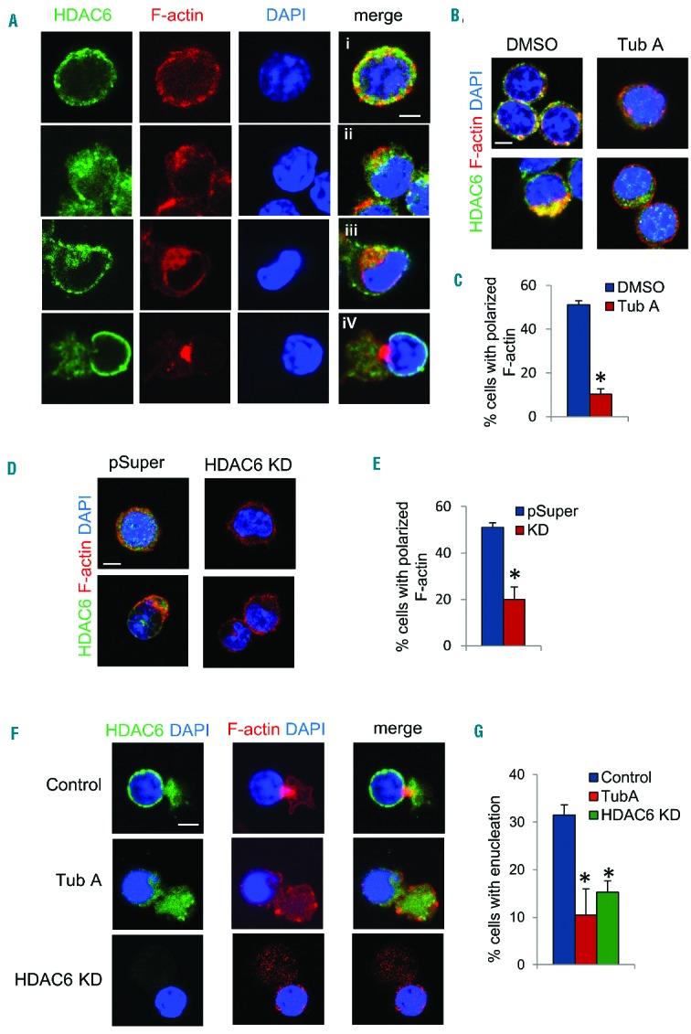 https://cdn.ncbi.nlm.nih.gov/pmc/blobs/939b/5451330/653f411c97a0/102984.fig2.jpg