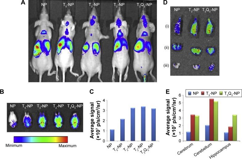 https://cdn.ncbi.nlm.nih.gov/pmc/blobs/939d/6154717/51b892596f52/ijn-13-5561Fig3.jpg