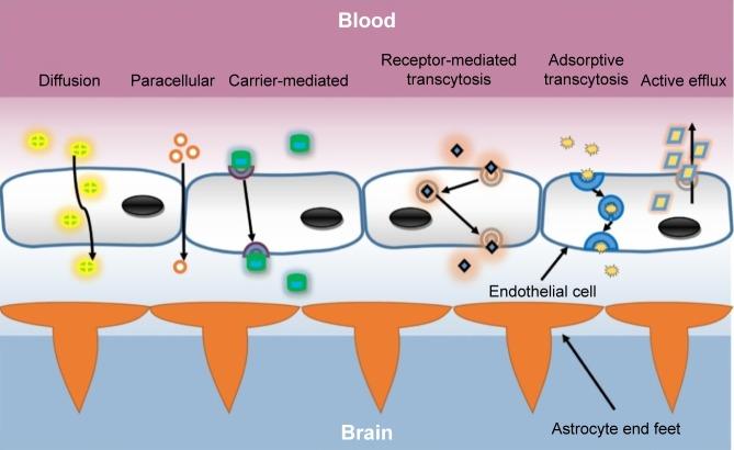 https://cdn.ncbi.nlm.nih.gov/pmc/blobs/939d/6154717/9e9a3ddf93a0/ijn-13-5561Fig1.jpg
