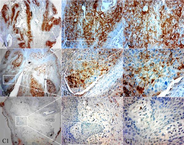 https://cdn.ncbi.nlm.nih.gov/pmc/blobs/93a3/3551651/644f22693e2b/1756-9966-31-101-3.jpg