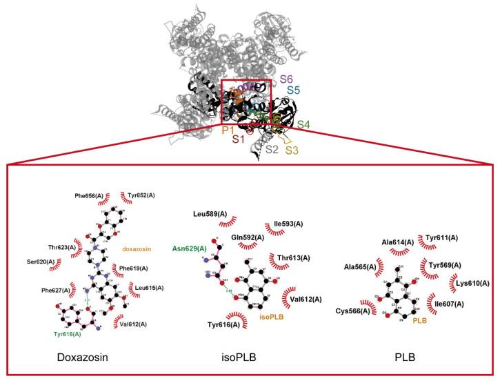 https://cdn.ncbi.nlm.nih.gov/pmc/blobs/93a9/9029050/5f033d09dd18/biomedicines-10-00780-g010.jpg