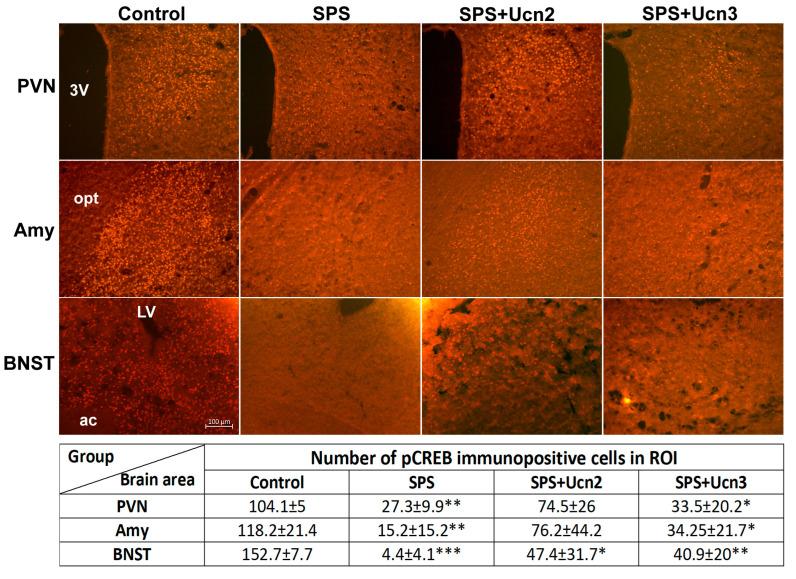 https://cdn.ncbi.nlm.nih.gov/pmc/blobs/93ab/11594197/842780685cef/ijms-25-11908-g007.jpg
