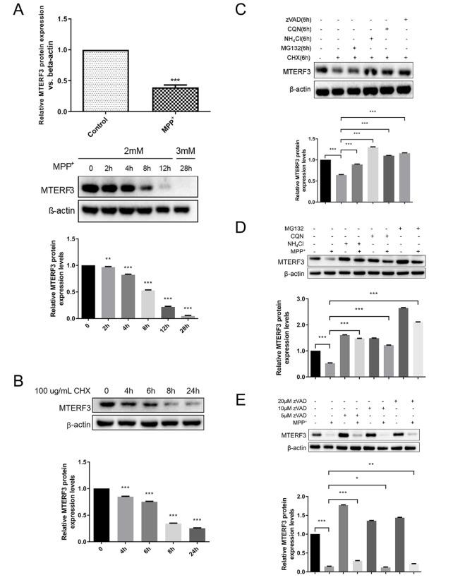 https://cdn.ncbi.nlm.nih.gov/pmc/blobs/93ae/9828133/7a9ac23d6611/ABBS-2021-547-t1.jpg