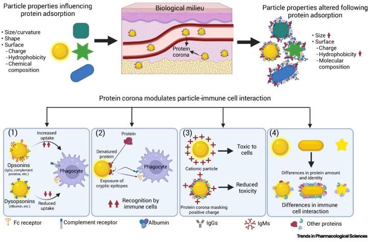 https://cdn.ncbi.nlm.nih.gov/pmc/blobs/93b5/11859620/3c5ea806e685/pharmaceutics-17-00176-g003.jpg