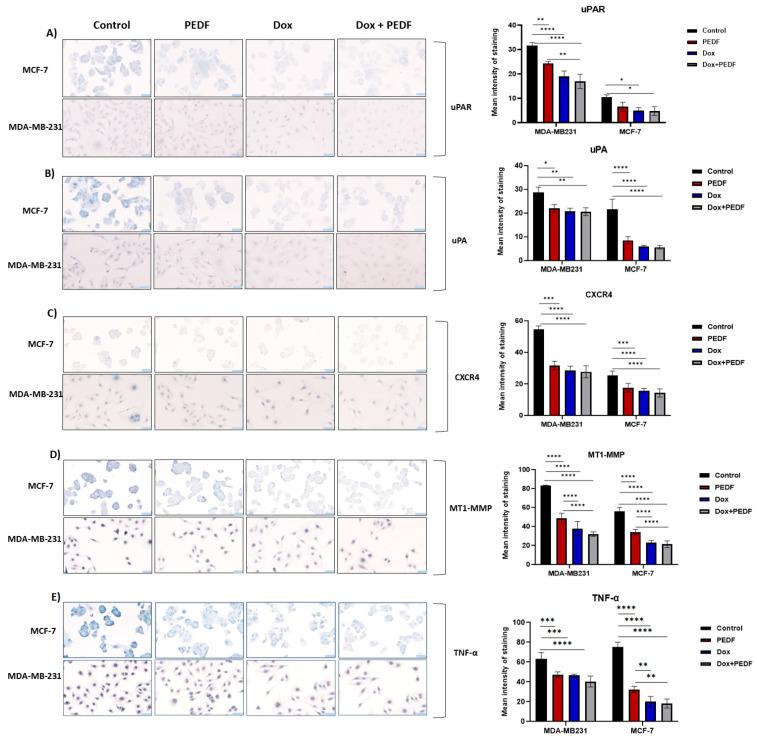 https://cdn.ncbi.nlm.nih.gov/pmc/blobs/93b6/10932225/3af42d4edcae/ijms-25-02755-g003.jpg