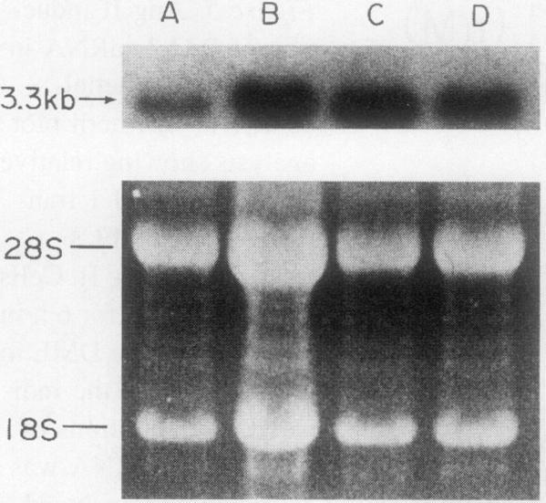 https://cdn.ncbi.nlm.nih.gov/pmc/blobs/93be/441432/3f4efda8677b/jcinvest00491-0080-b.jpg
