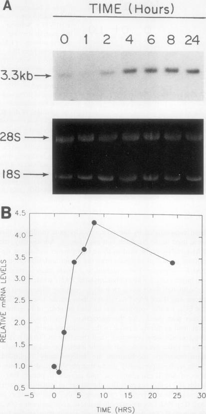 https://cdn.ncbi.nlm.nih.gov/pmc/blobs/93be/441432/a28c735eedb3/jcinvest00491-0080-a.jpg