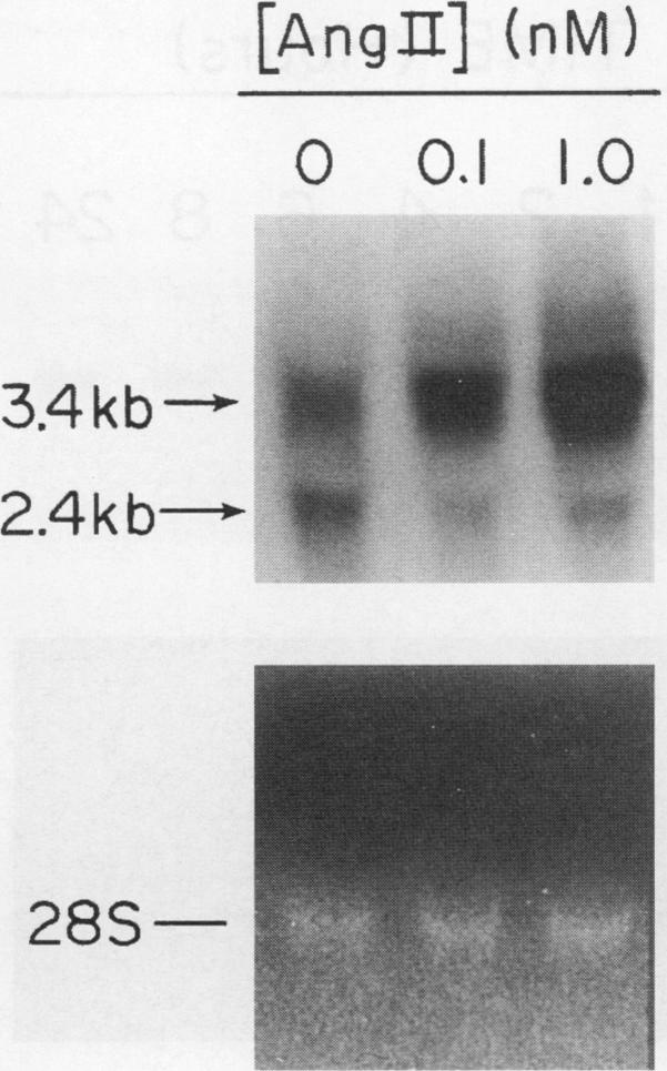 https://cdn.ncbi.nlm.nih.gov/pmc/blobs/93be/441432/af49cb4e9f23/jcinvest00491-0079-a.jpg