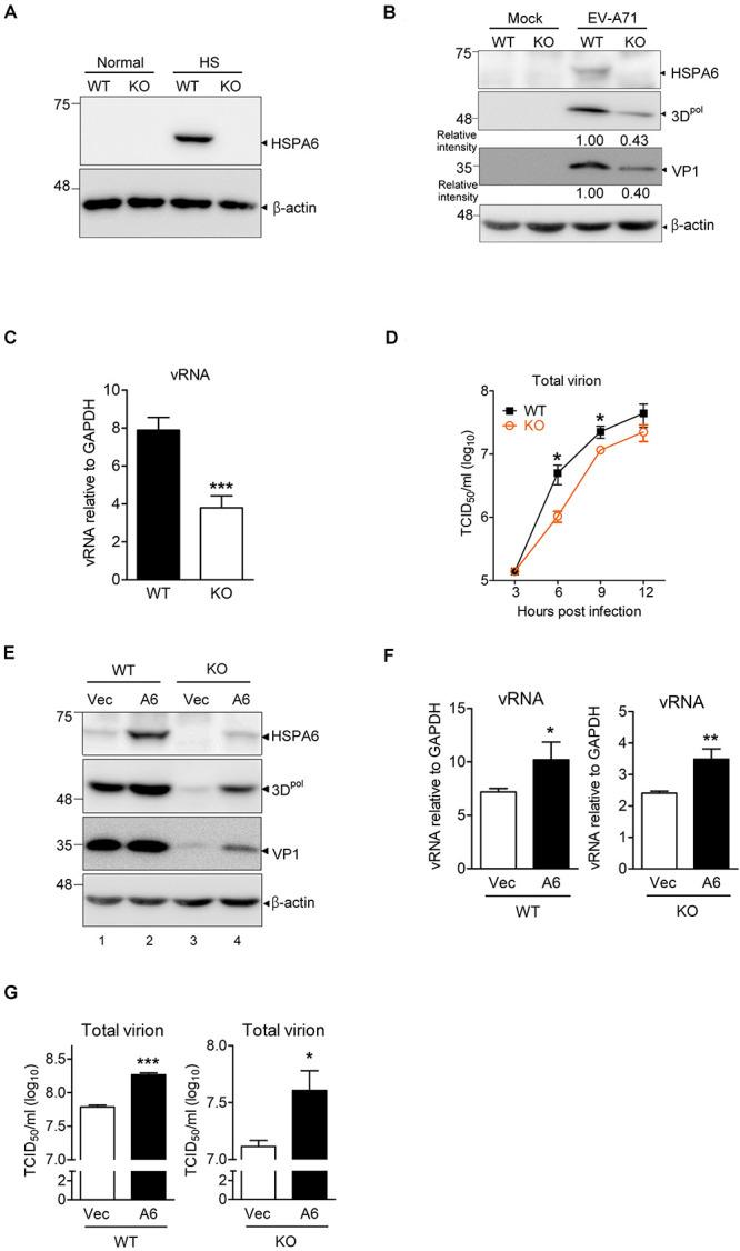 https://cdn.ncbi.nlm.nih.gov/pmc/blobs/93c2/8137988/71b31f397639/fmicb-12-664955-g002.jpg