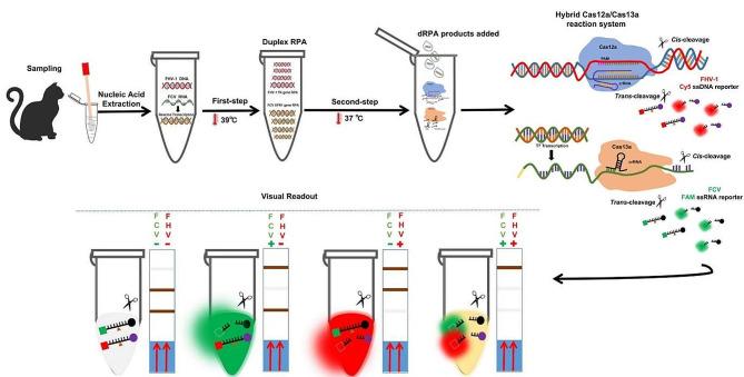 https://cdn.ncbi.nlm.nih.gov/pmc/blobs/93c3/10943893/1085236d0bc9/12917_2024_3953_Fig6_HTML.jpg