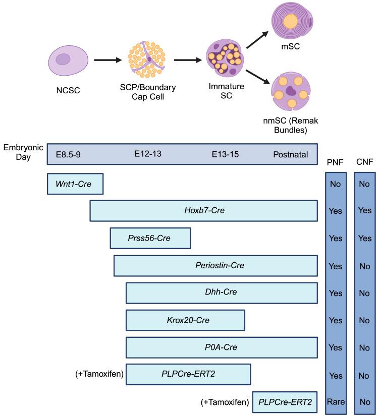 https://cdn.ncbi.nlm.nih.gov/pmc/blobs/93c8/10930863/348c79ffac75/cancers-16-00994-g001.jpg