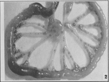 https://cdn.ncbi.nlm.nih.gov/pmc/blobs/93c8/1827920/4a0bc176bd63/canmedaj01707-0093-b.jpg