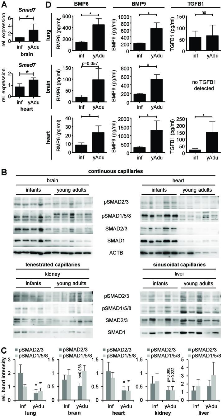 https://cdn.ncbi.nlm.nih.gov/pmc/blobs/93c8/5947988/d4ccf0c79007/elife-34423-fig5-figsupp1.jpg