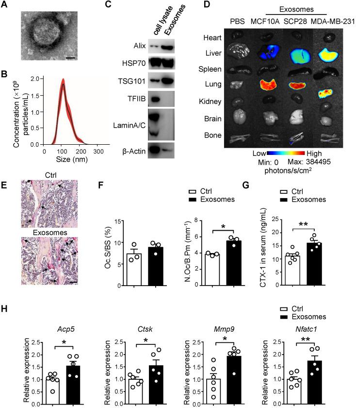 https://cdn.ncbi.nlm.nih.gov/pmc/blobs/93c9/7738874/4570473a59e9/thnov11p1429g002.jpg