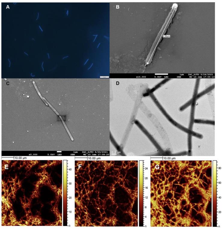 https://cdn.ncbi.nlm.nih.gov/pmc/blobs/93cb/9598358/1084ee567132/biology-11-01514-g002.jpg