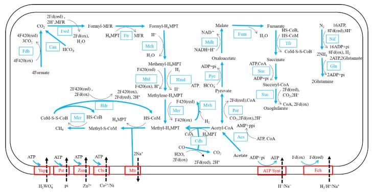https://cdn.ncbi.nlm.nih.gov/pmc/blobs/93cb/9598358/f5632e976be6/biology-11-01514-g006.jpg