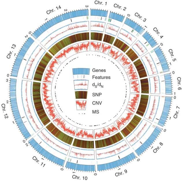 https://cdn.ncbi.nlm.nih.gov/pmc/blobs/93cb/9754330/0fb480409a95/41588_2012_BFng2375_Fig1_HTML.jpg