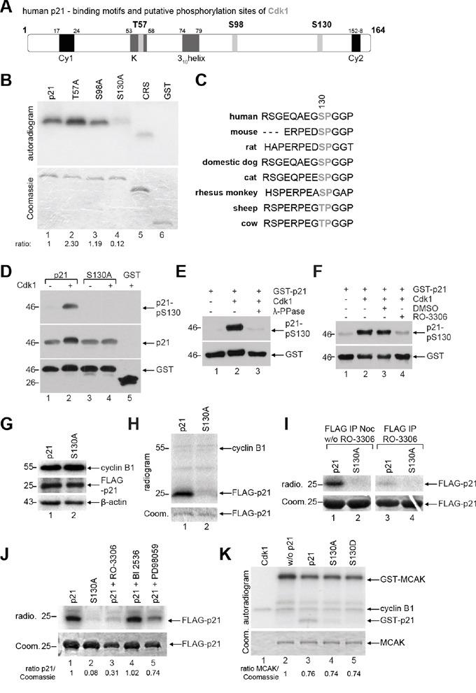 https://cdn.ncbi.nlm.nih.gov/pmc/blobs/93cc/5226578/7b8098ee3a06/oncotarget-07-50215-g002.jpg