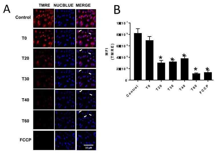 https://cdn.ncbi.nlm.nih.gov/pmc/blobs/93cf/6724019/3ebb8408b5d1/biomolecules-09-00298-g003.jpg