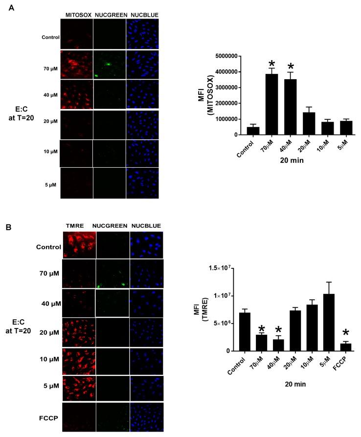 https://cdn.ncbi.nlm.nih.gov/pmc/blobs/93cf/6724019/bae8a324cfef/biomolecules-09-00298-g004.jpg