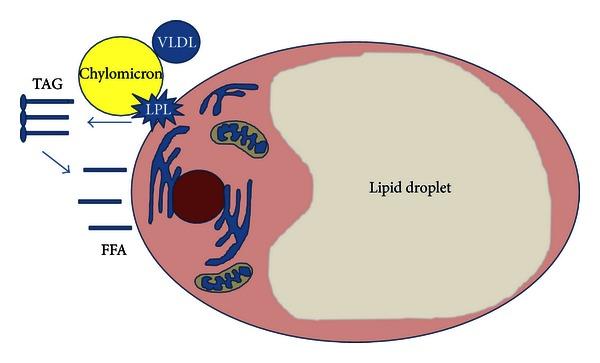 https://cdn.ncbi.nlm.nih.gov/pmc/blobs/93d7/3683483/4703ae01493d/ISRN.ONCOLOGY2013-697521.001.jpg
