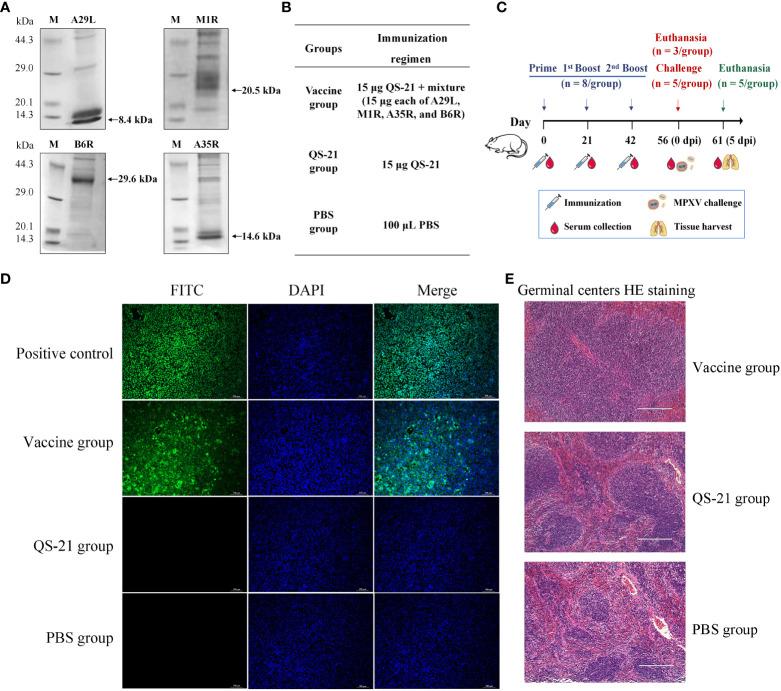 https://cdn.ncbi.nlm.nih.gov/pmc/blobs/93d8/10331816/f2dbb30cbc22/fimmu-14-1203410-g001.jpg