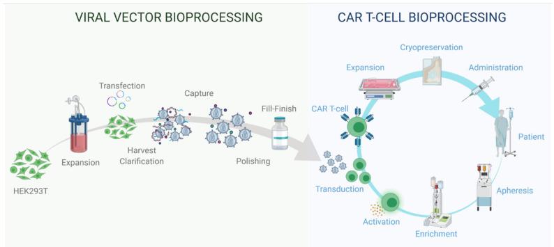 https://cdn.ncbi.nlm.nih.gov/pmc/blobs/93d8/8402758/dd25f3274e6d/viruses-13-01528-g003.jpg