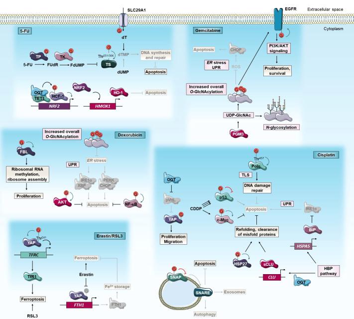 https://cdn.ncbi.nlm.nih.gov/pmc/blobs/93d8/9428582/bab8e4b163be/fonc-12-960312-g002.jpg