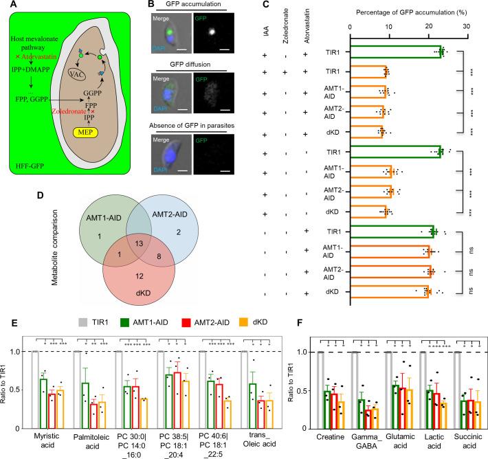 https://cdn.ncbi.nlm.nih.gov/pmc/blobs/93d9/10950331/19021a75518e/elife-88866-fig4.jpg
