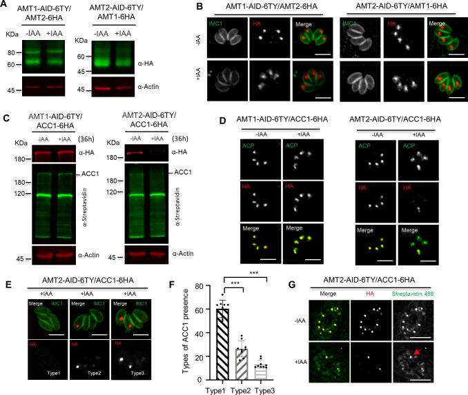 https://cdn.ncbi.nlm.nih.gov/pmc/blobs/93d9/10950331/4273550f537d/elife-88866-fig5.jpg