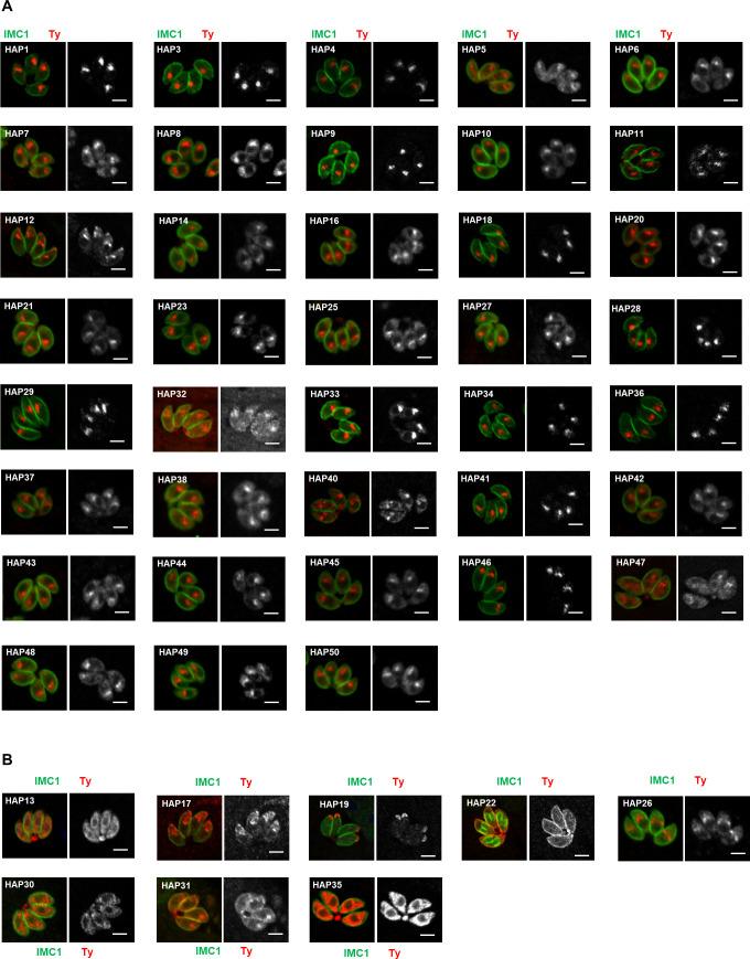 https://cdn.ncbi.nlm.nih.gov/pmc/blobs/93d9/10950331/502bd01be99f/elife-88866-fig1-figsupp1.jpg
