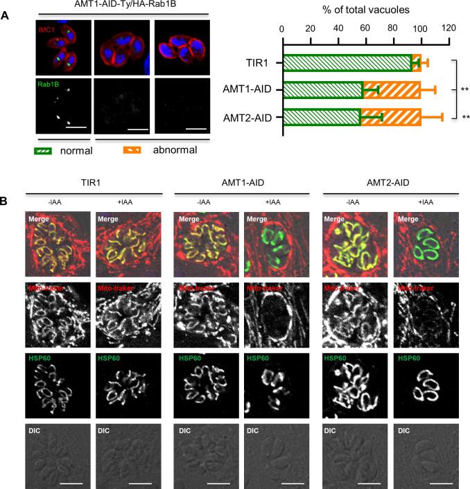 https://cdn.ncbi.nlm.nih.gov/pmc/blobs/93d9/10950331/7d017e5372b3/elife-88866-fig4-figsupp1.jpg