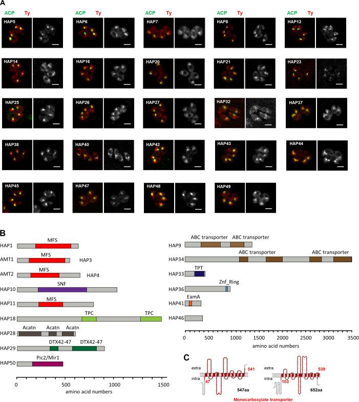 https://cdn.ncbi.nlm.nih.gov/pmc/blobs/93d9/10950331/86c20576706f/elife-88866-fig1-figsupp2.jpg