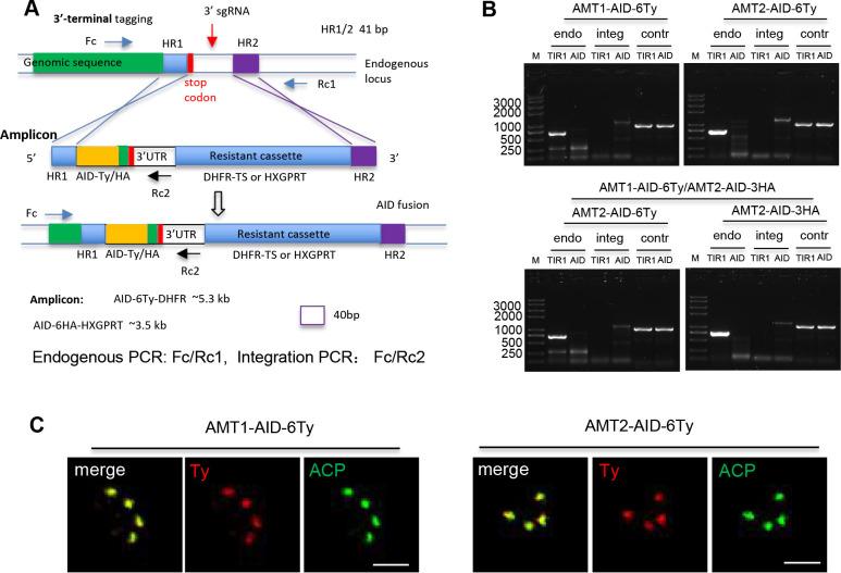 https://cdn.ncbi.nlm.nih.gov/pmc/blobs/93d9/10950331/8df4976daf1d/elife-88866-fig3-figsupp2.jpg