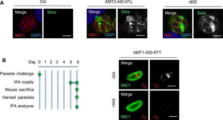 https://cdn.ncbi.nlm.nih.gov/pmc/blobs/93d9/10950331/c9fe186959d9/elife-88866-fig6-figsupp1.jpg