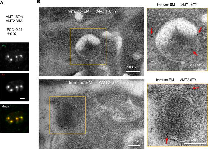https://cdn.ncbi.nlm.nih.gov/pmc/blobs/93d9/10950331/cded1692a0e6/elife-88866-fig3-figsupp1.jpg