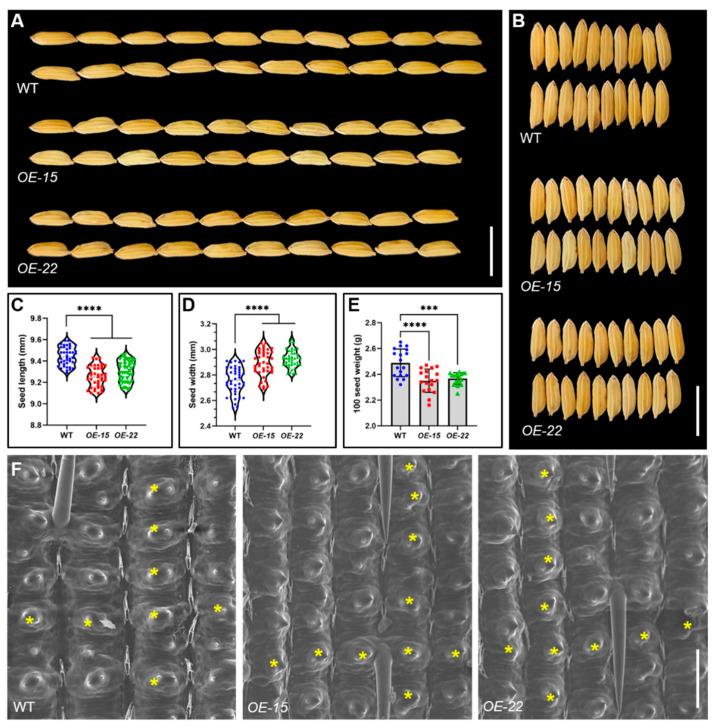 https://cdn.ncbi.nlm.nih.gov/pmc/blobs/93d9/12157236/0109ba442716/plants-14-01627-g007.jpg