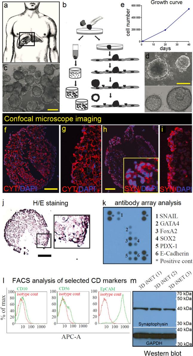 https://cdn.ncbi.nlm.nih.gov/pmc/blobs/93db/11341600/29fb8649e019/13577_2024_1113_Fig2_HTML.jpg