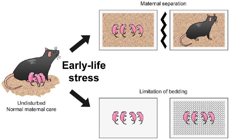 https://cdn.ncbi.nlm.nih.gov/pmc/blobs/93dc/10503627/40a55b1231cd/NRR-19-336-g001.jpg